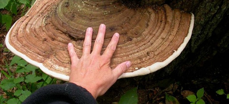 Reishi o Mannentake o Ling-Zhi o Ganoderma Lucidum. Il fungo del potere sessuale
