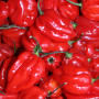 Habanero