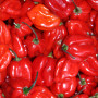 Habanero2